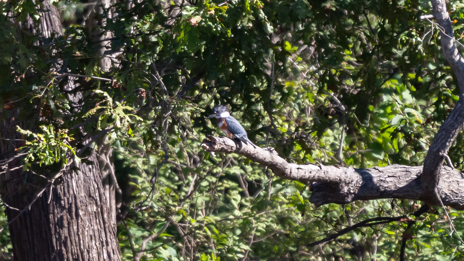Belted kingfisher perched on a branch