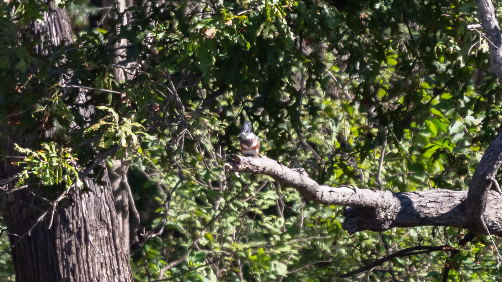 Belted kingfisher perched on a branch