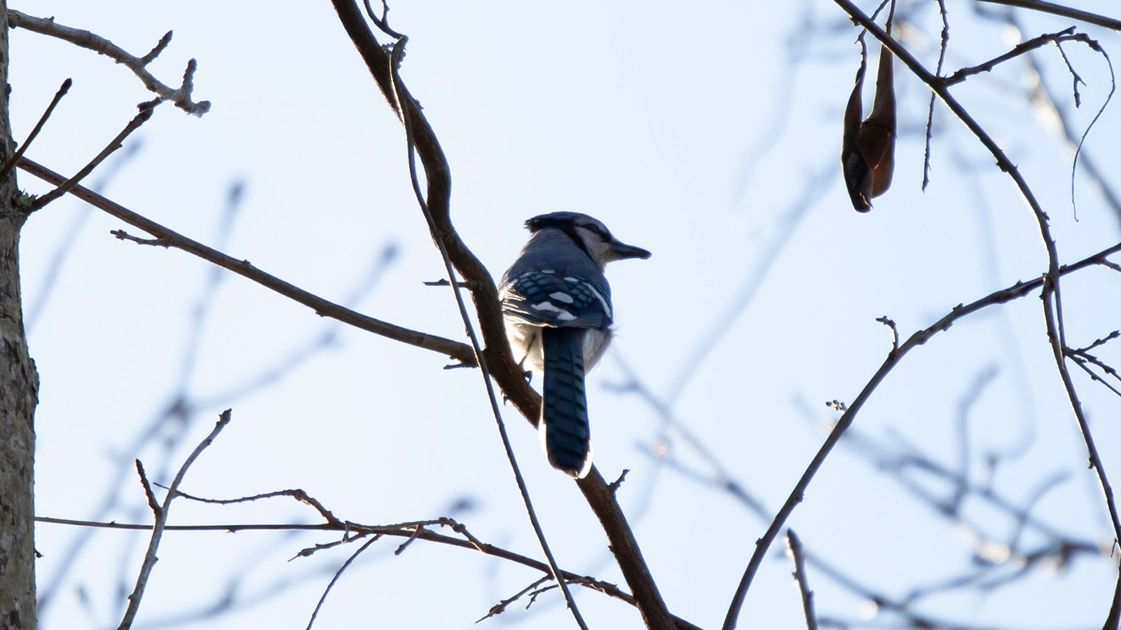 Blue jay looking out from its perch on a branch