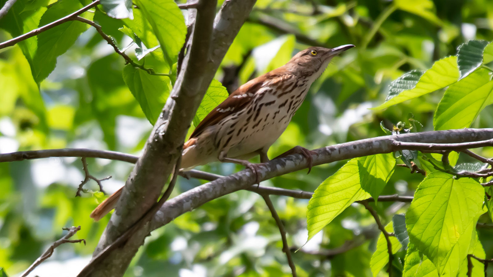 Brown thrasher perched on a branch