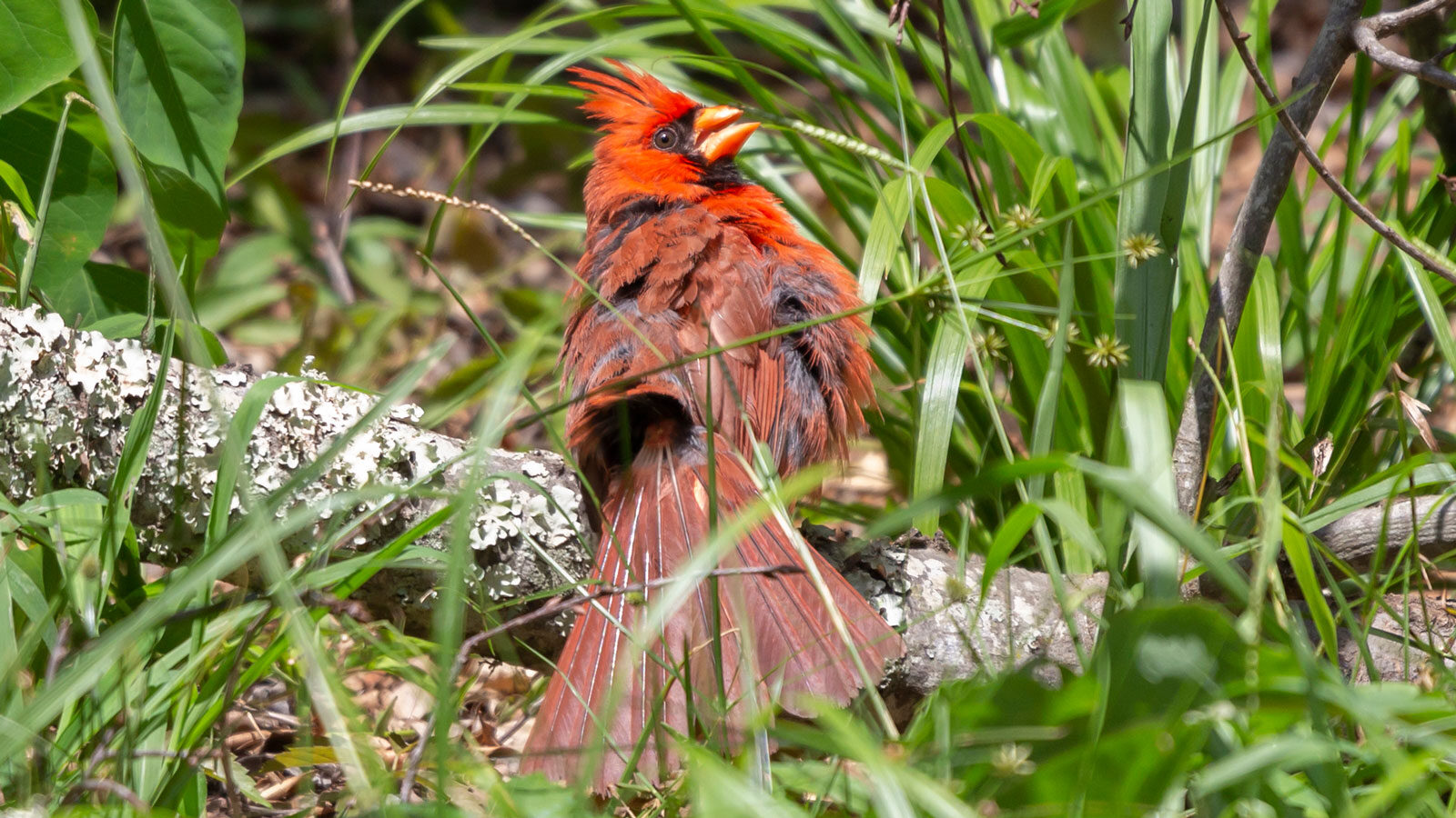Male northern cardinal calling