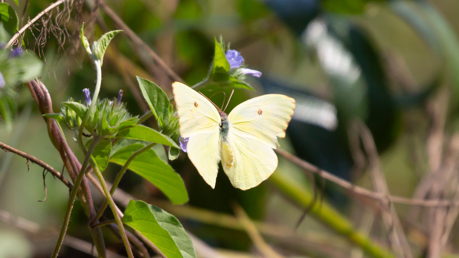 Cloudless sulphur butterfly foraging on a flower