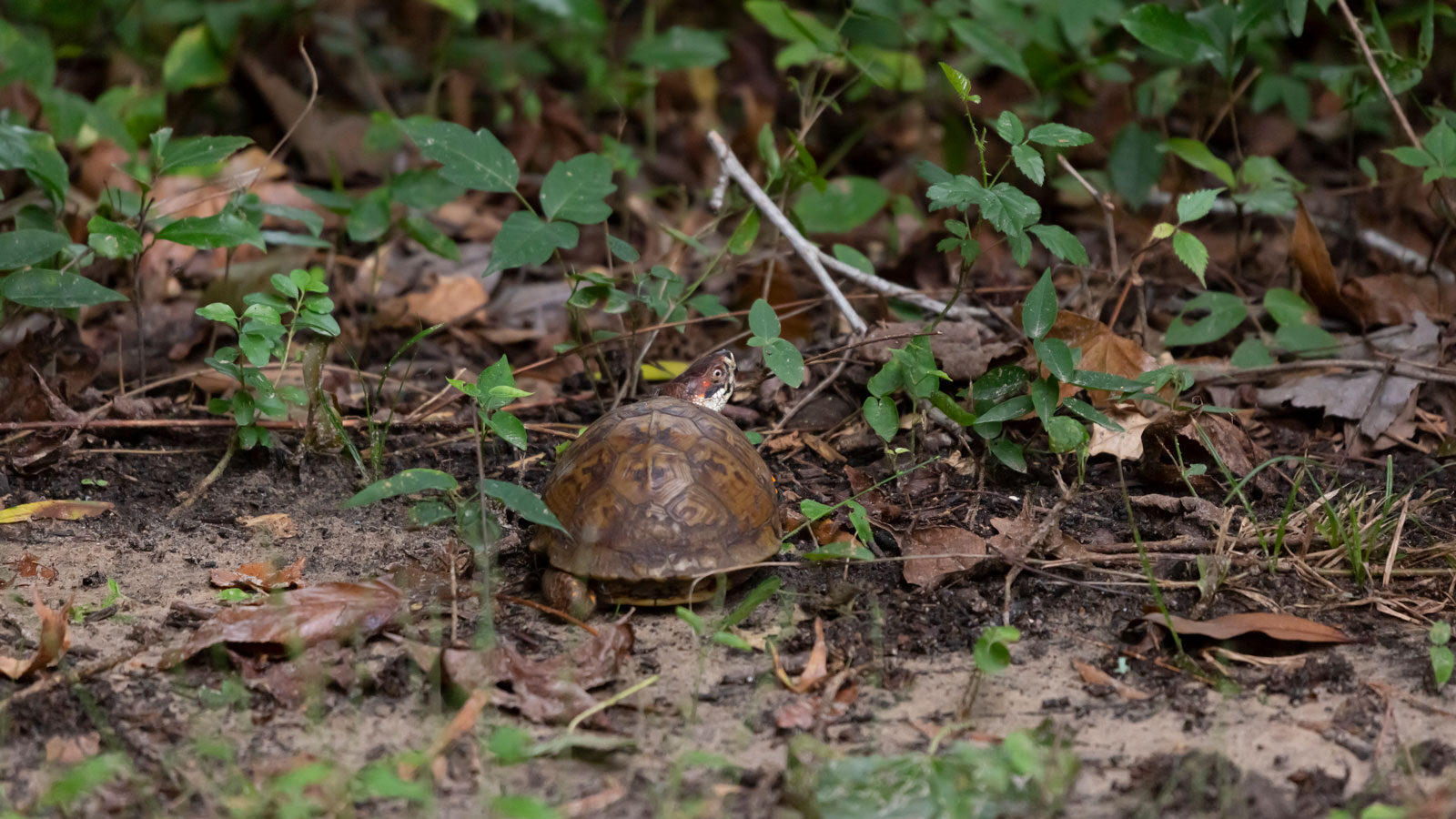 Eastern box turtle foraging on the ground