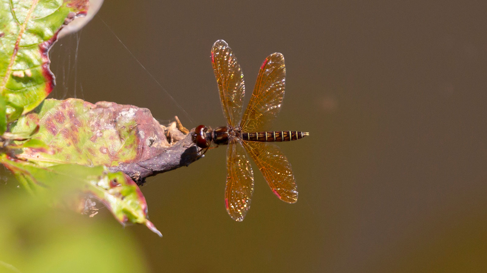 Dragonflies in North Louisiana