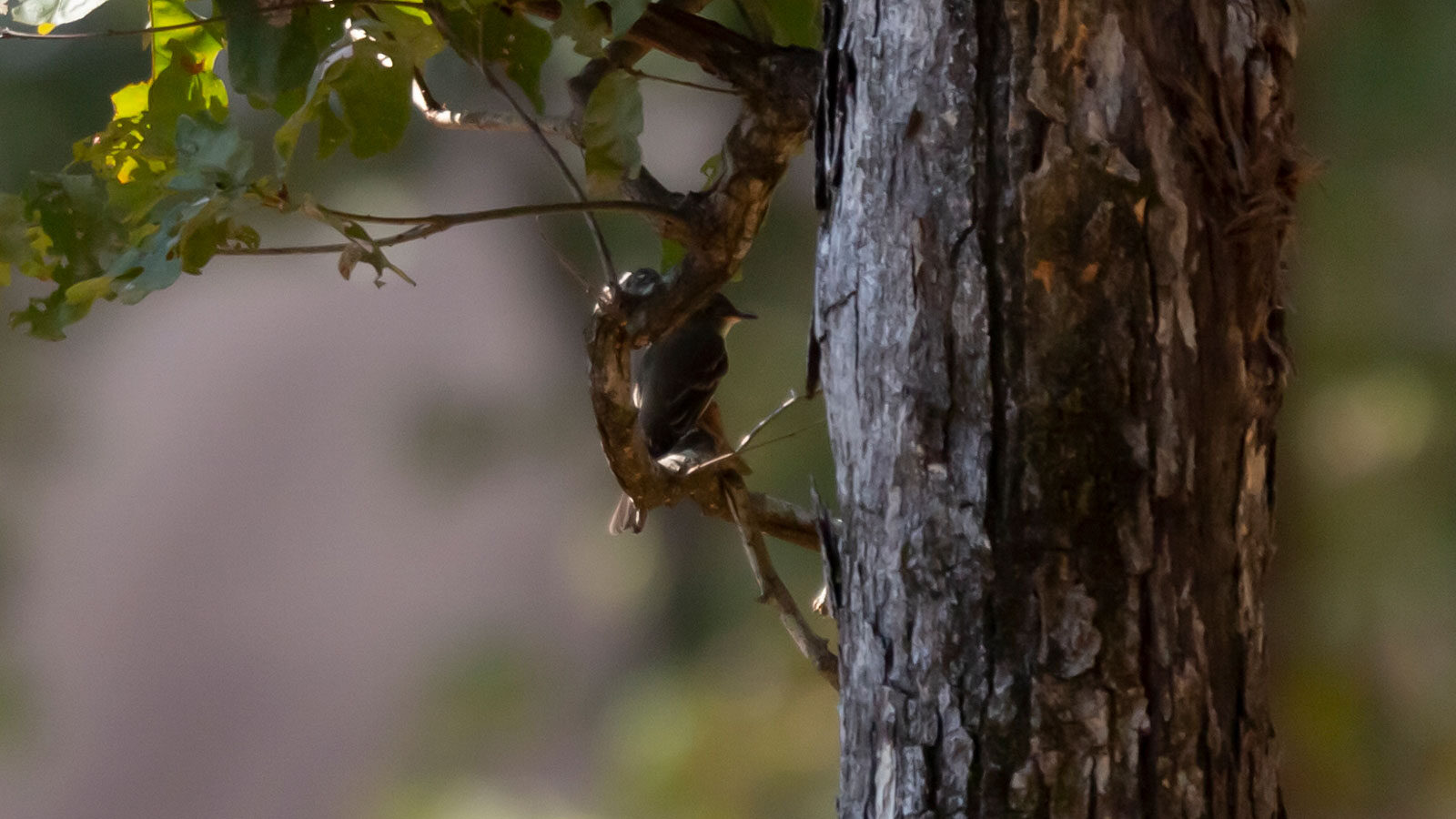 Eastern kingbird facing a tree trunk