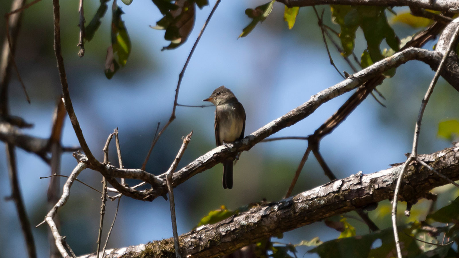 Eastern wood-pewee looking to the side