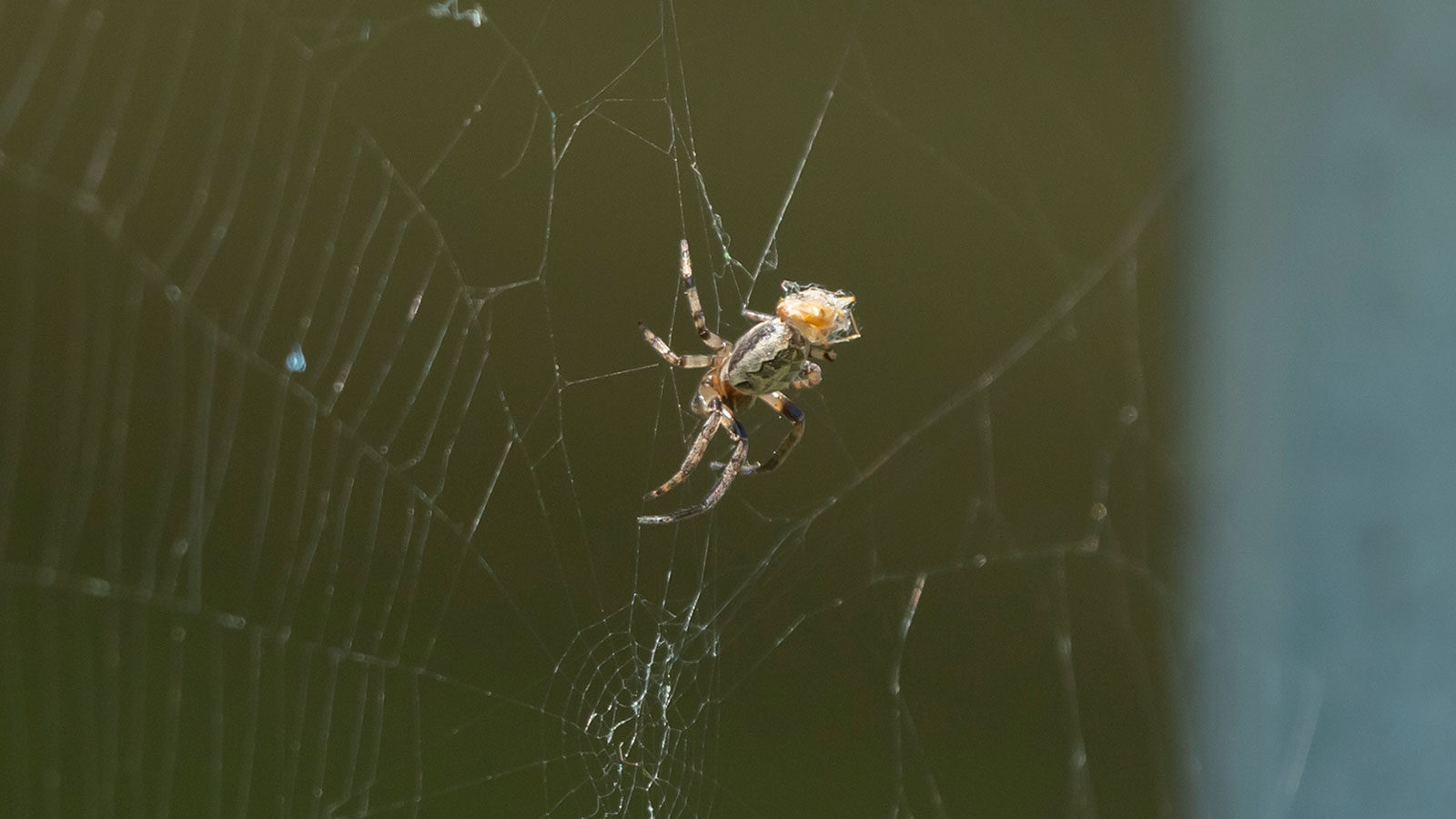 Furrow orb weaver spider wrapping its prey in a web