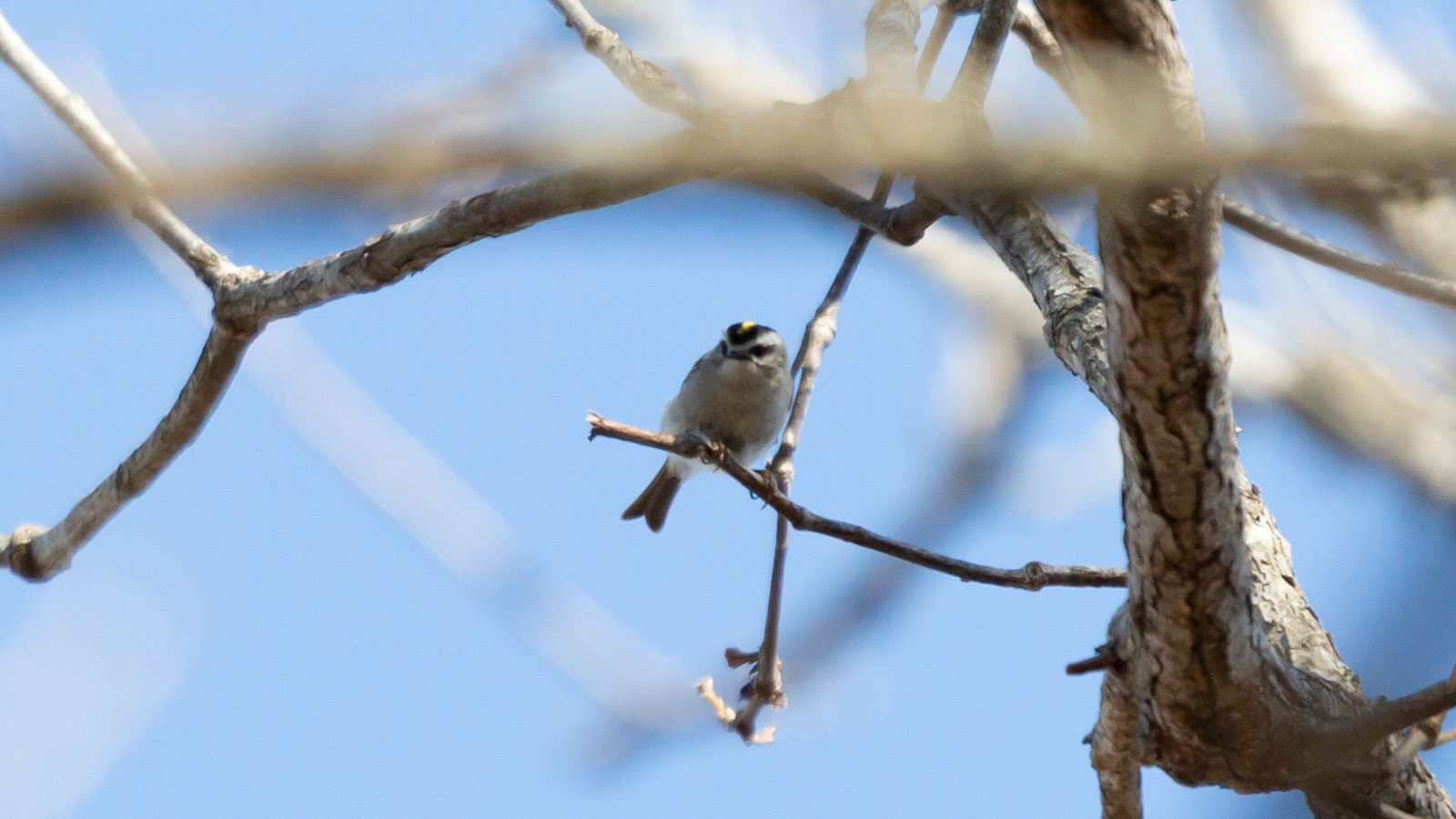 Golden-crowned kinglet perched on a branch