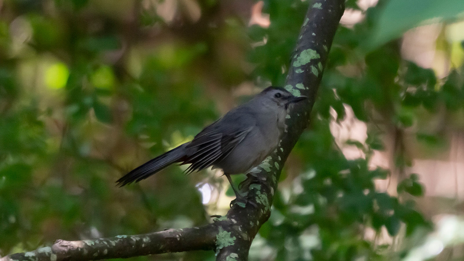Gray catbird looking out from its perch on a branch