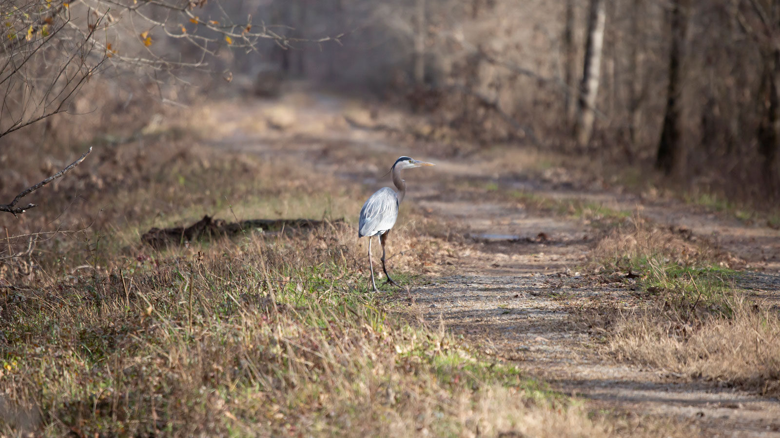 Great blue heron standing on the ground