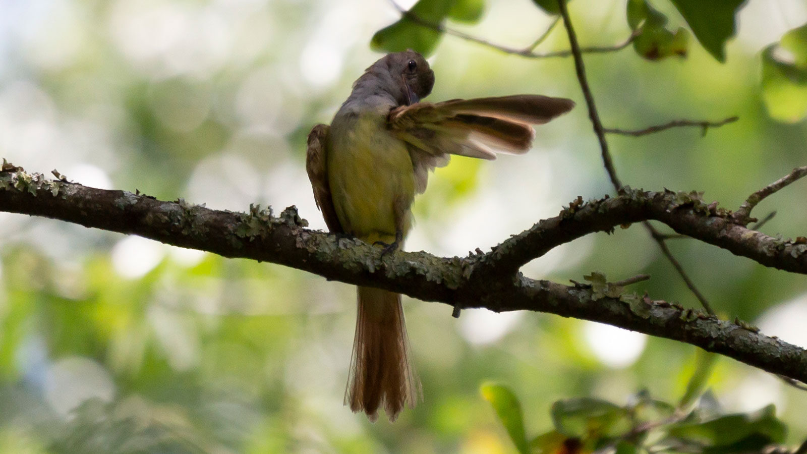 Great-crested flycatcher grooming