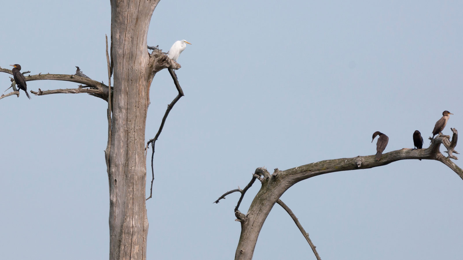 Great egret and double-crested cormorants in a bare tree