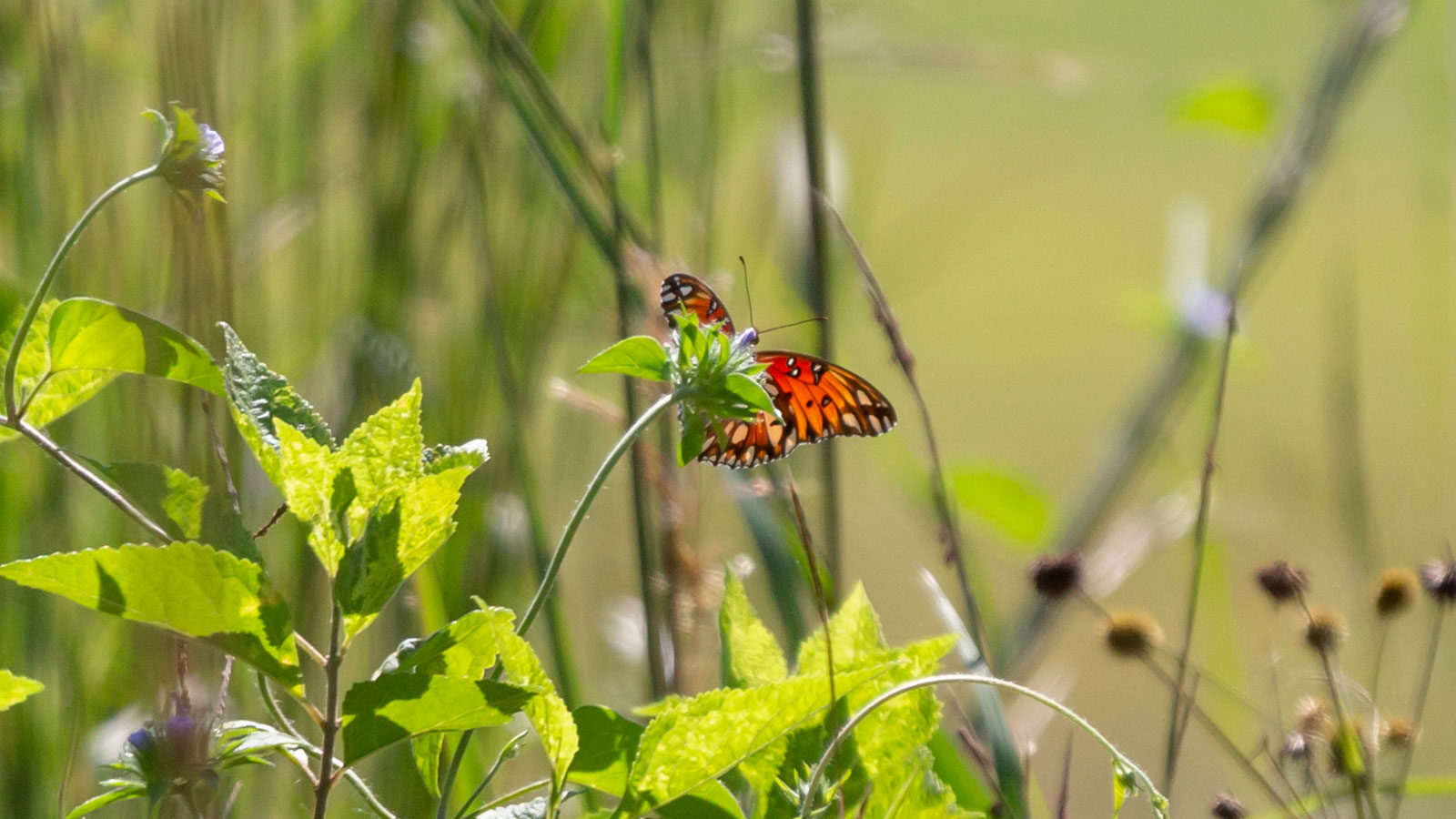 Gulf fritillary butterfly drinking nectar from a flower