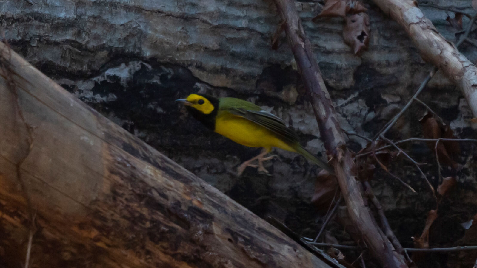 Hooded warbler looking out from its perch