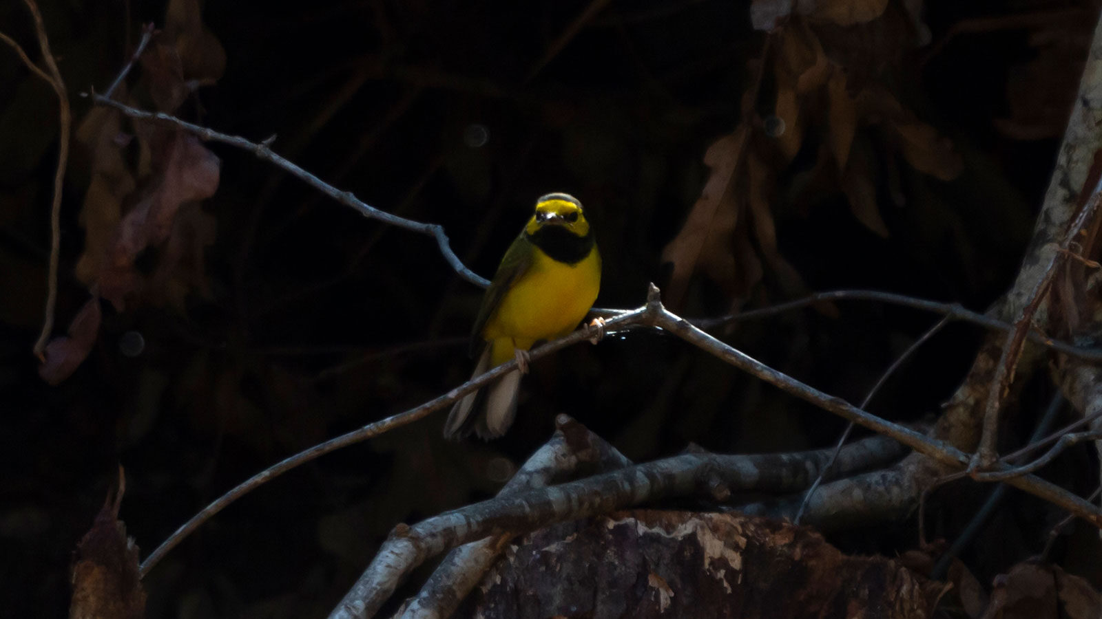 Hooded warbler looking out from its perch on a limb