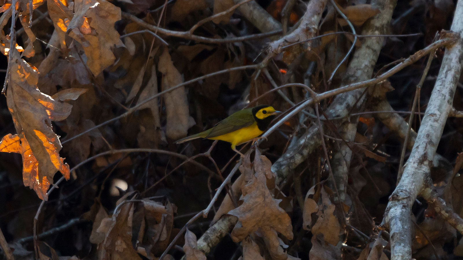 Hooded warbler standing in a tree