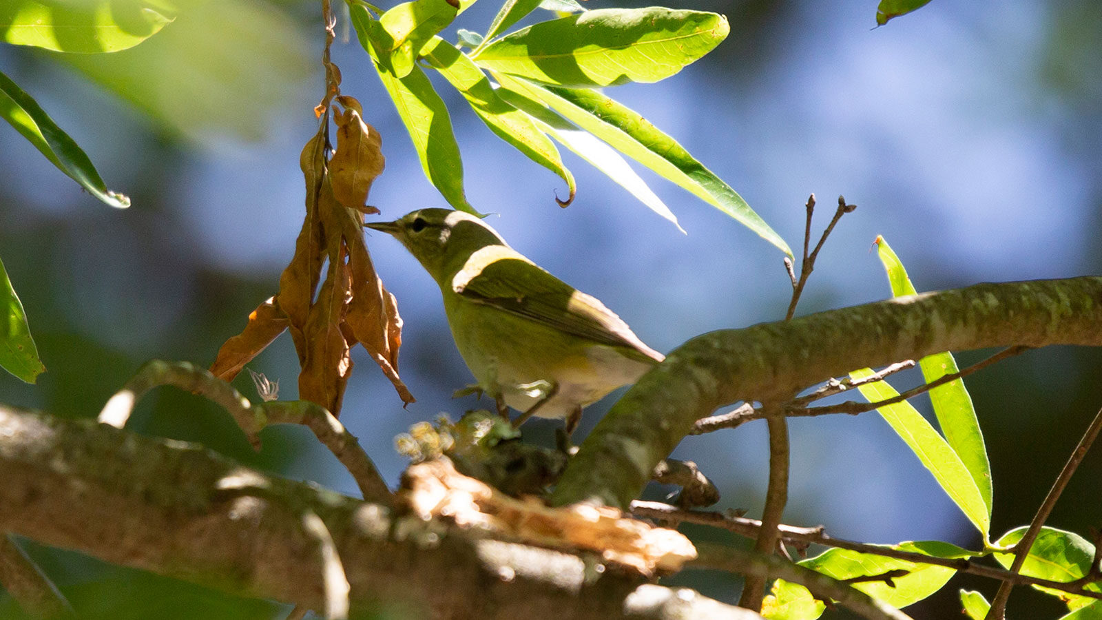 Immature Tennessee warbler foraging in leaves