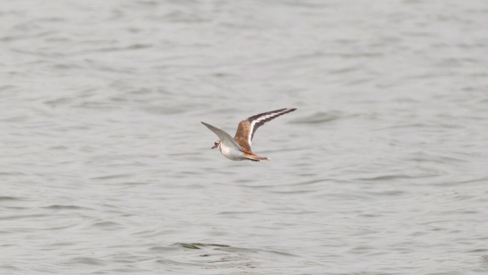 Killdeer bird flying low over water