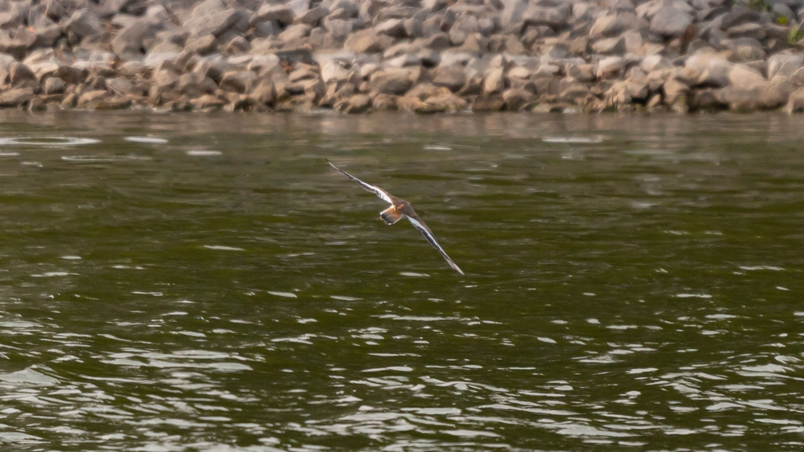 Killdeer flying over water