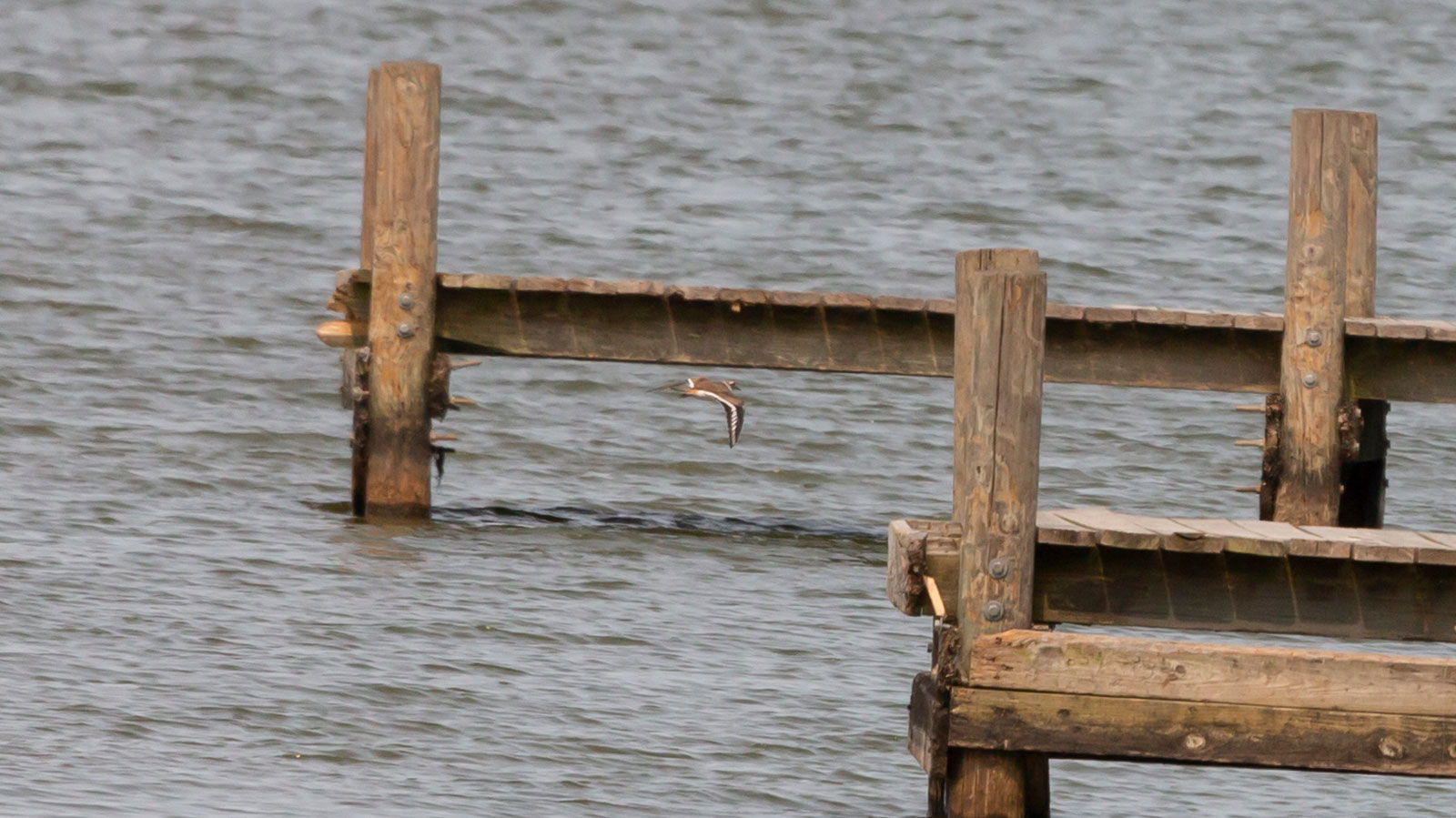 View of a killdeer flying over water through a wooden rail