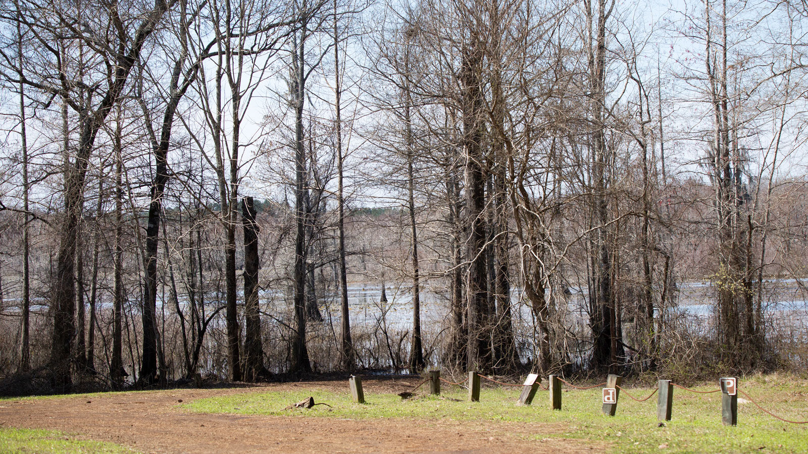 Trees lining Lake Iatt