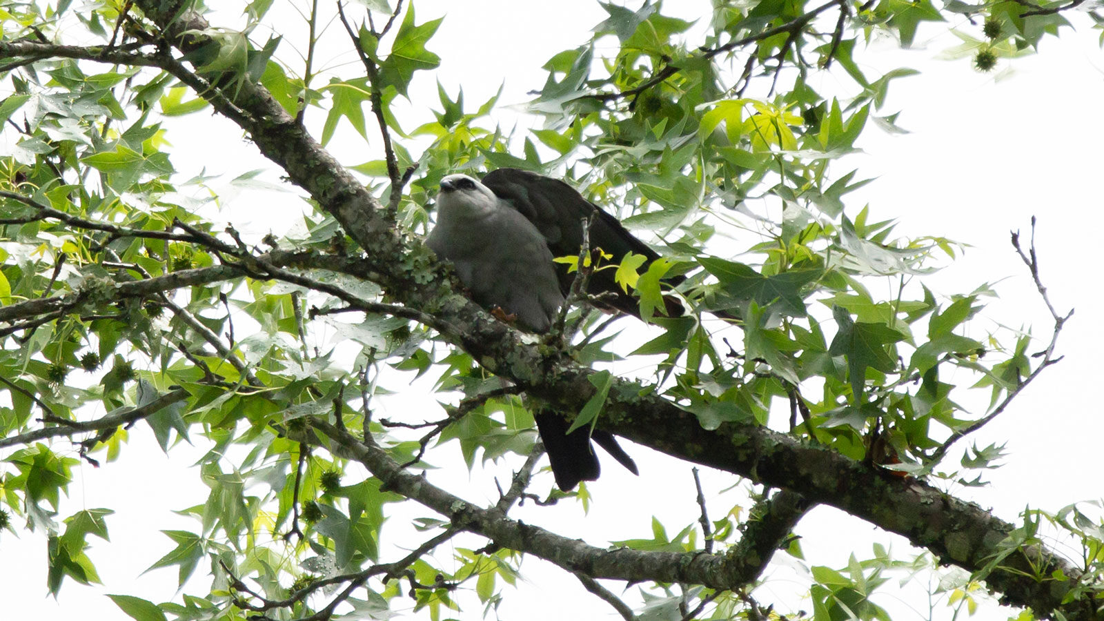 Mississippi kite perched in a tree