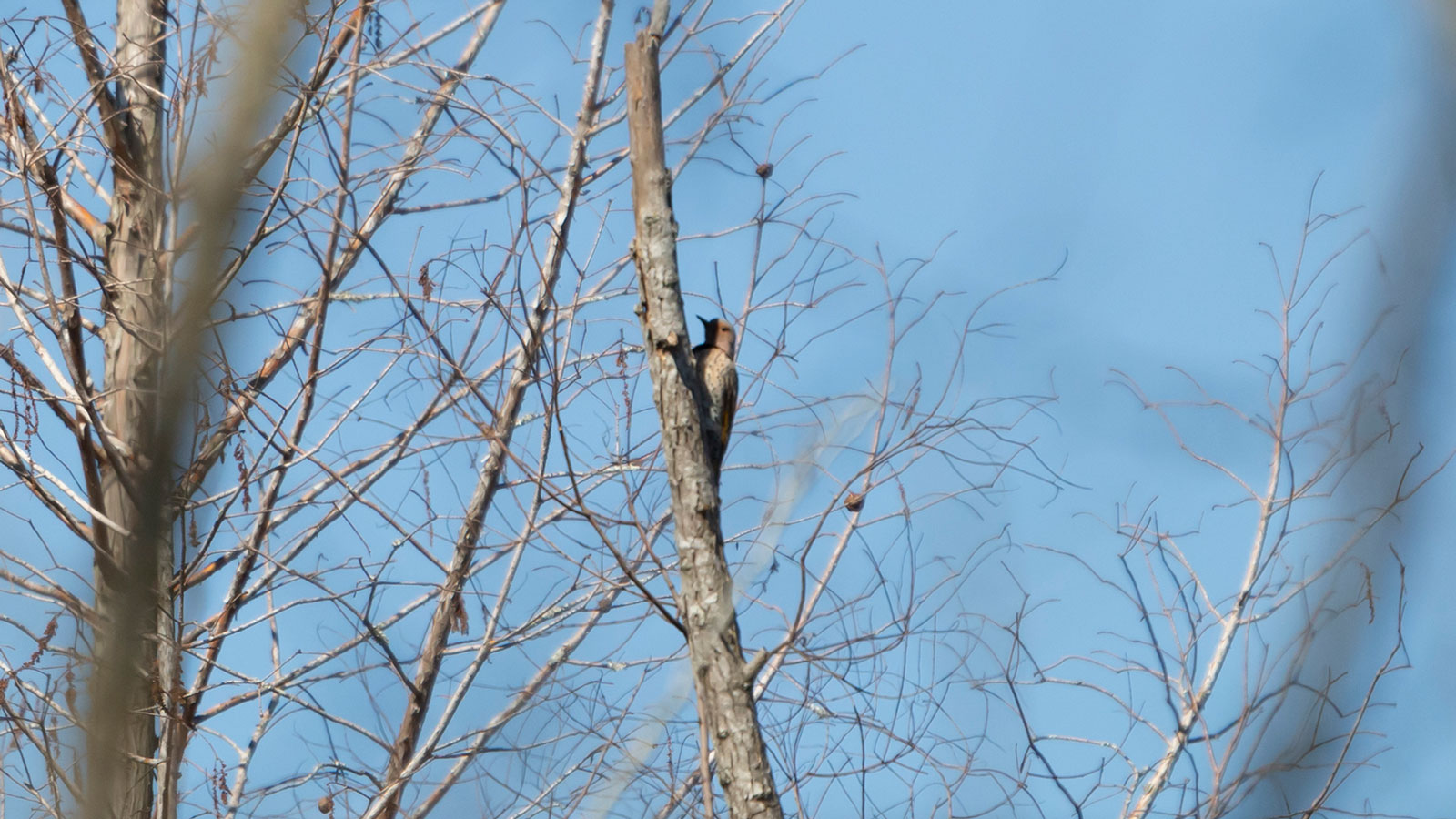 Northern flicker drilling into a tree