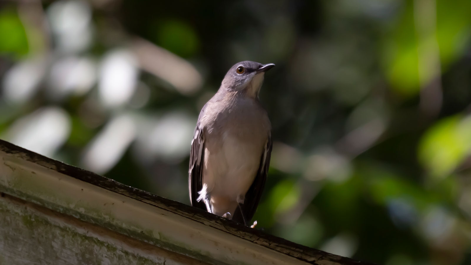 Northern mockingbird standing on the edge of a roof