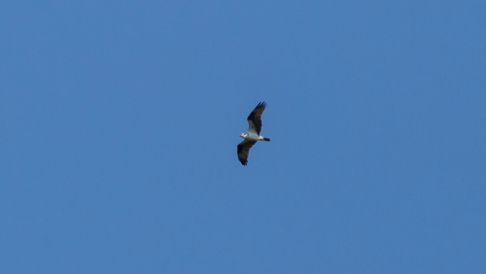 Osprey soaring through blue sky