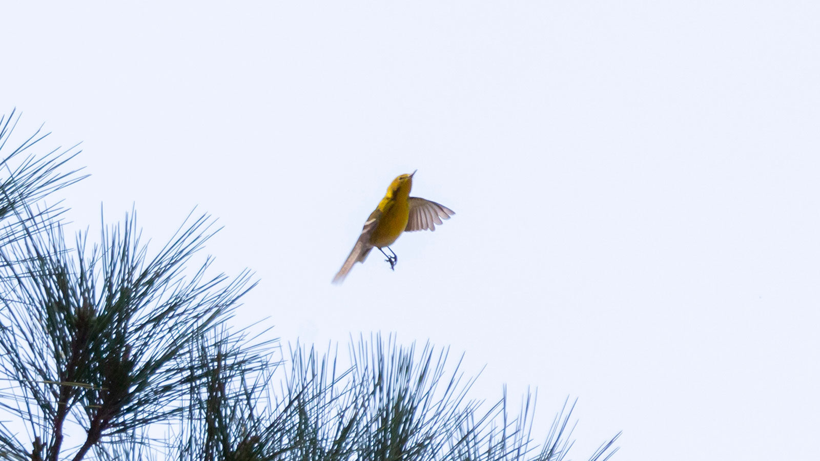 Pine warbler flying