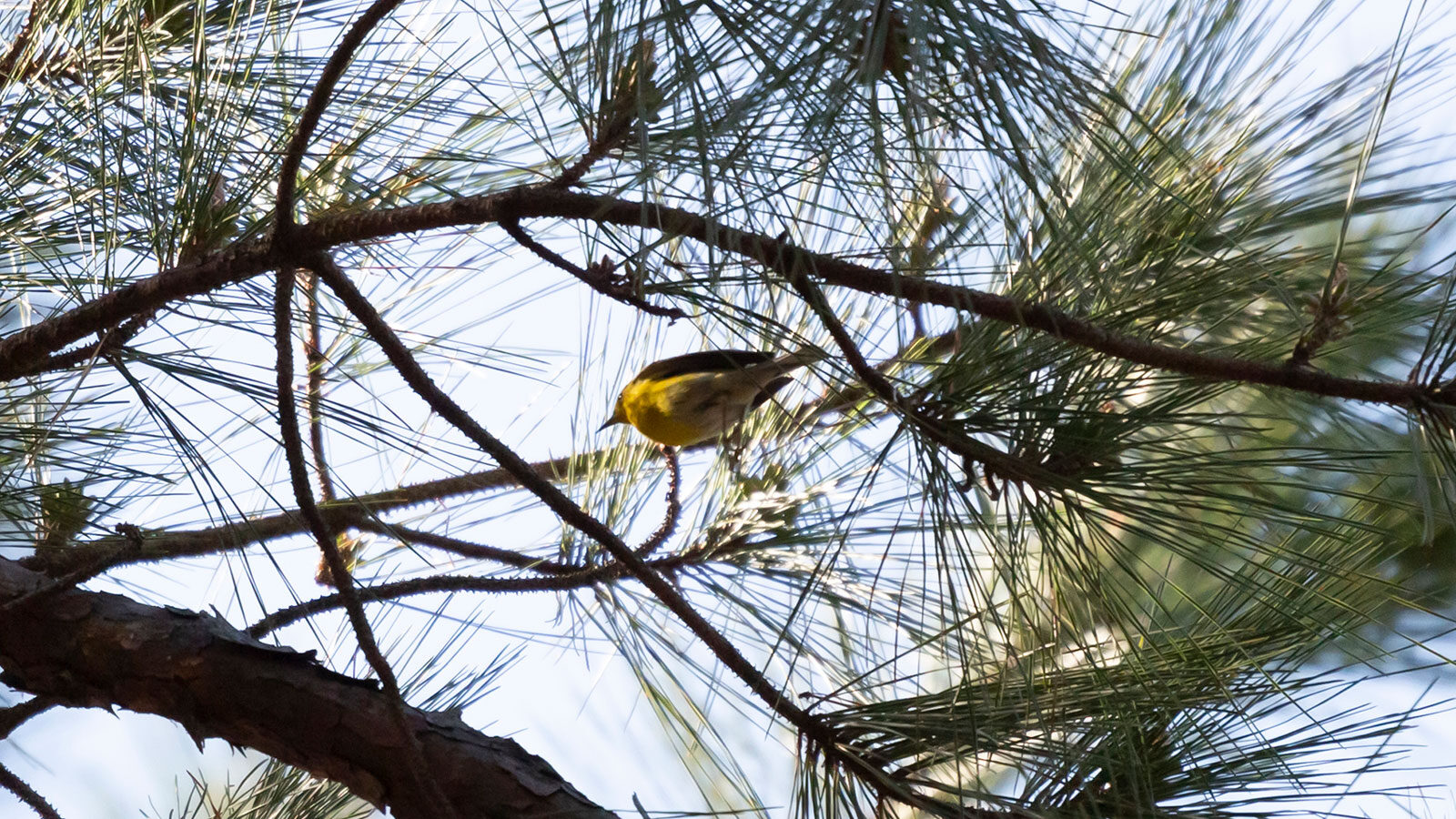 Pine warbler perched in a pine tree