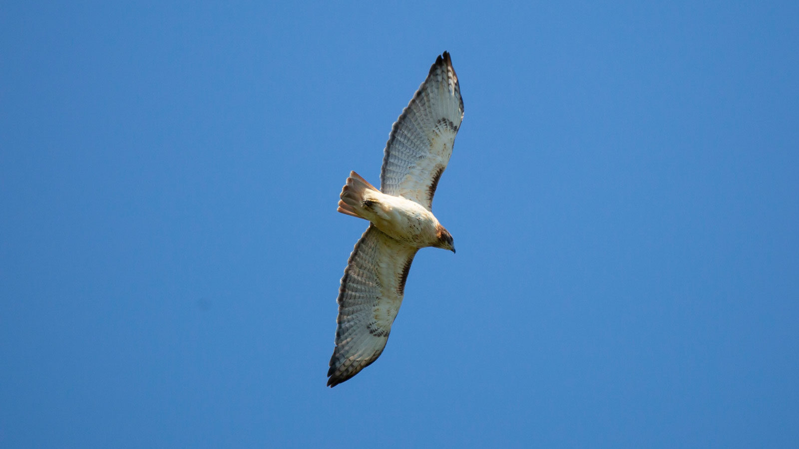 Red-tailed hawk soaring in the sky