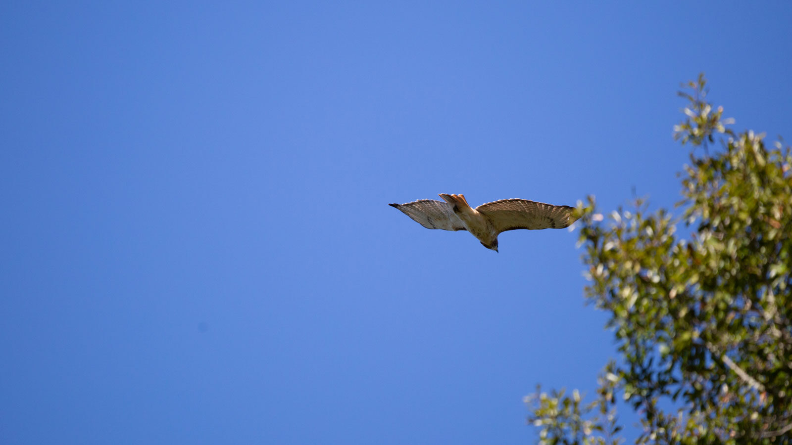 Red-tailed hawk soaring near a tree