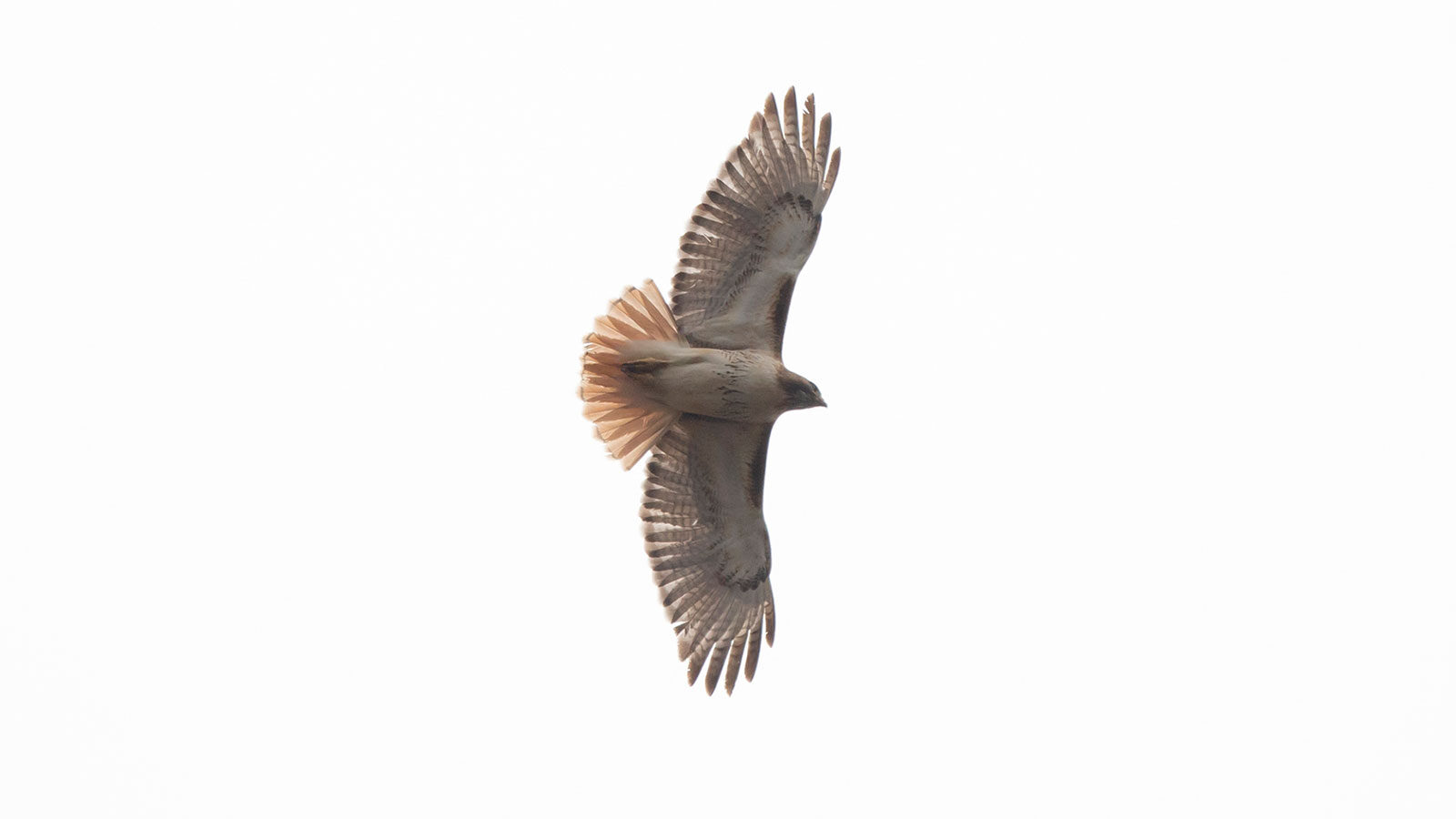 Red-tailed hawk soaring through the sky