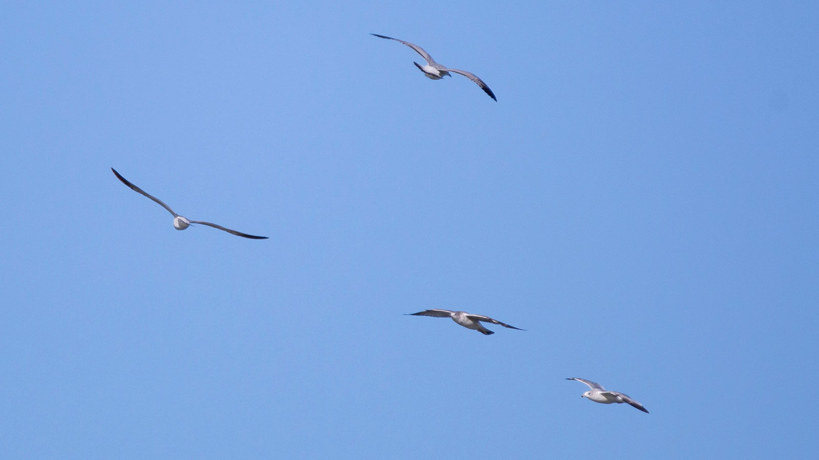 Ring-billed gulls flying through blue sky