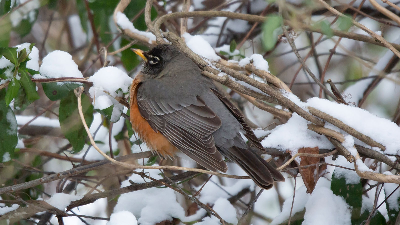 American robin standing on a snow-covered limb