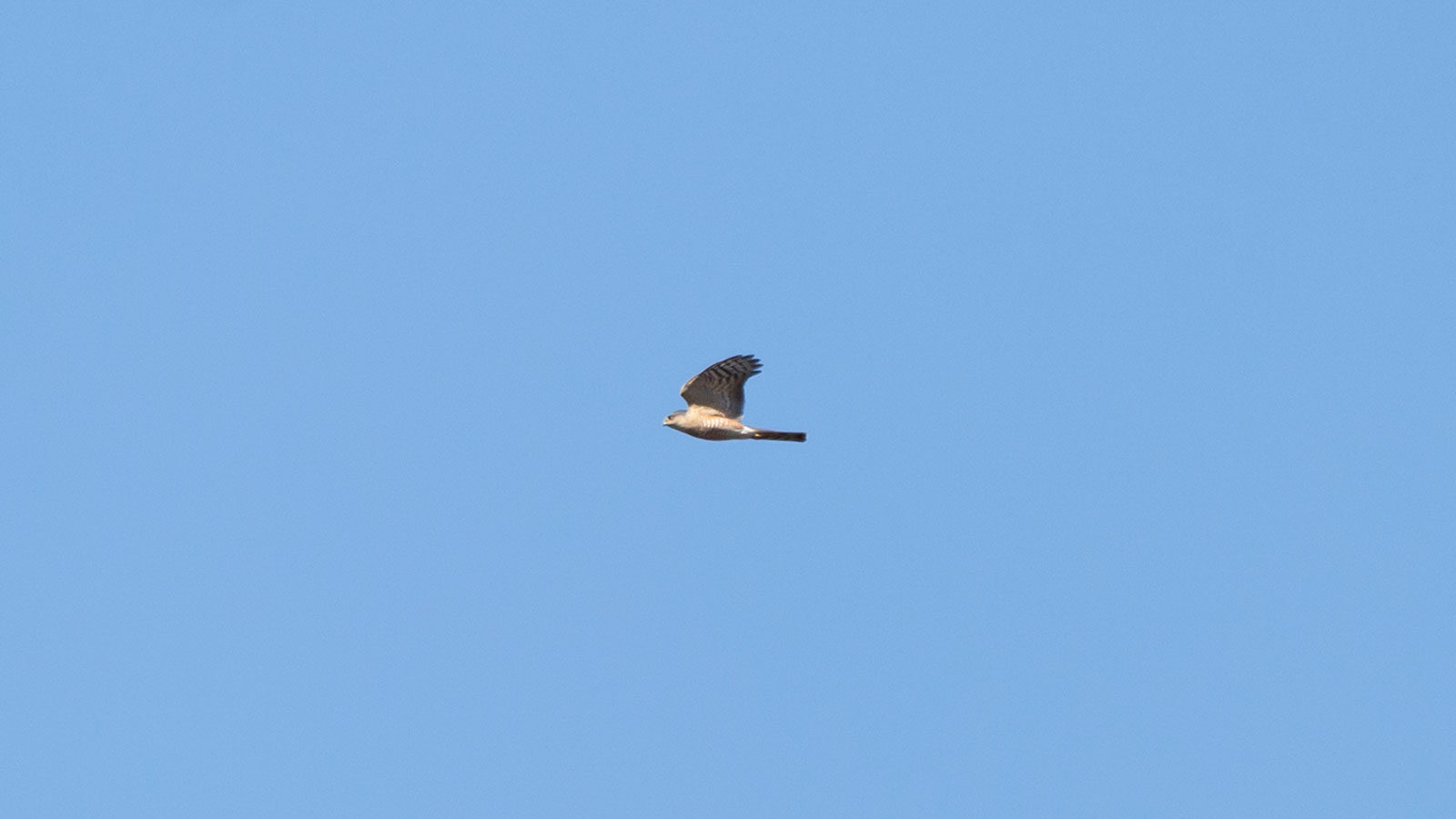 Sharp-shinned hawk flying through blue sky