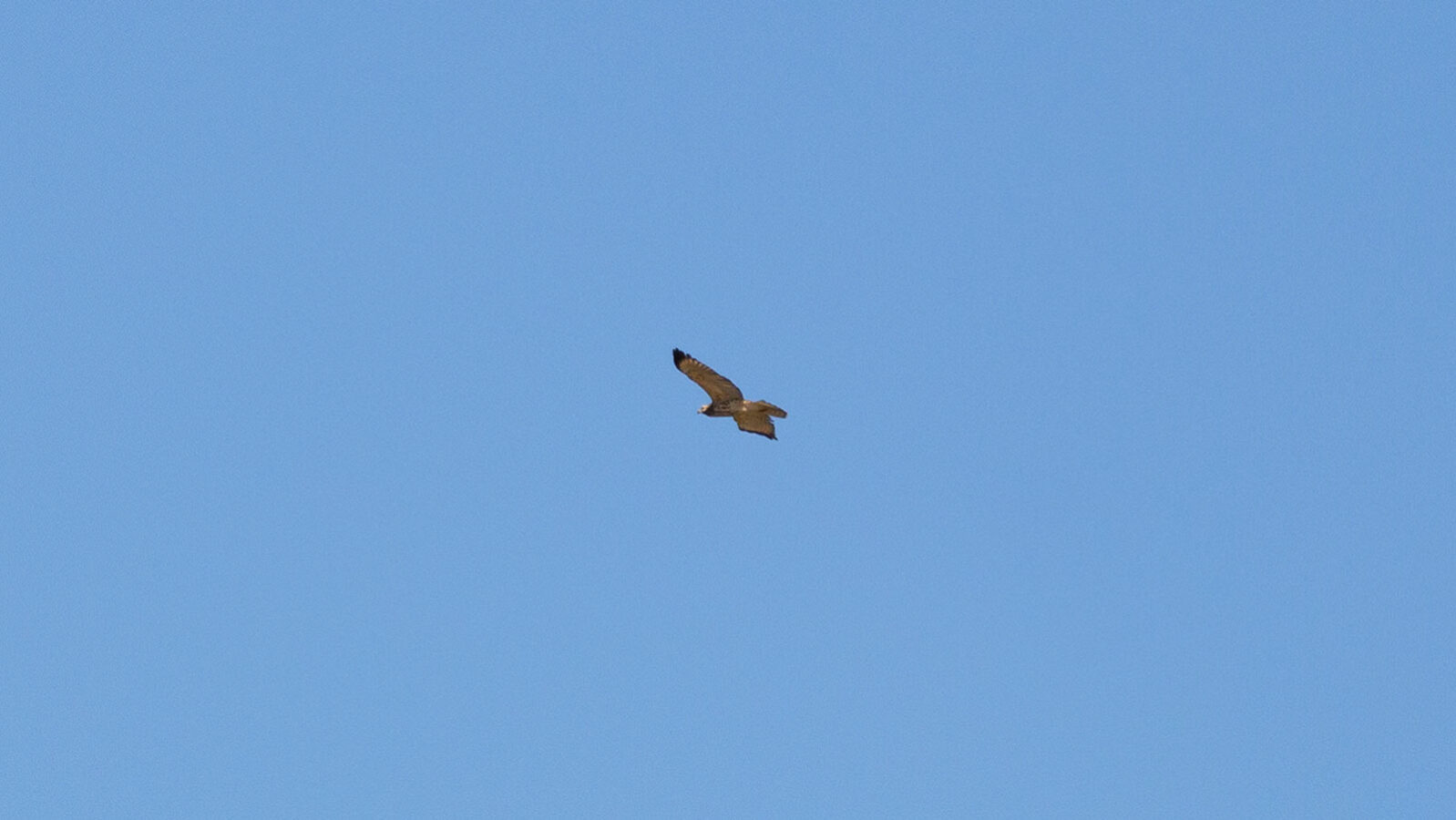 Swainson's hawk flying through the sky