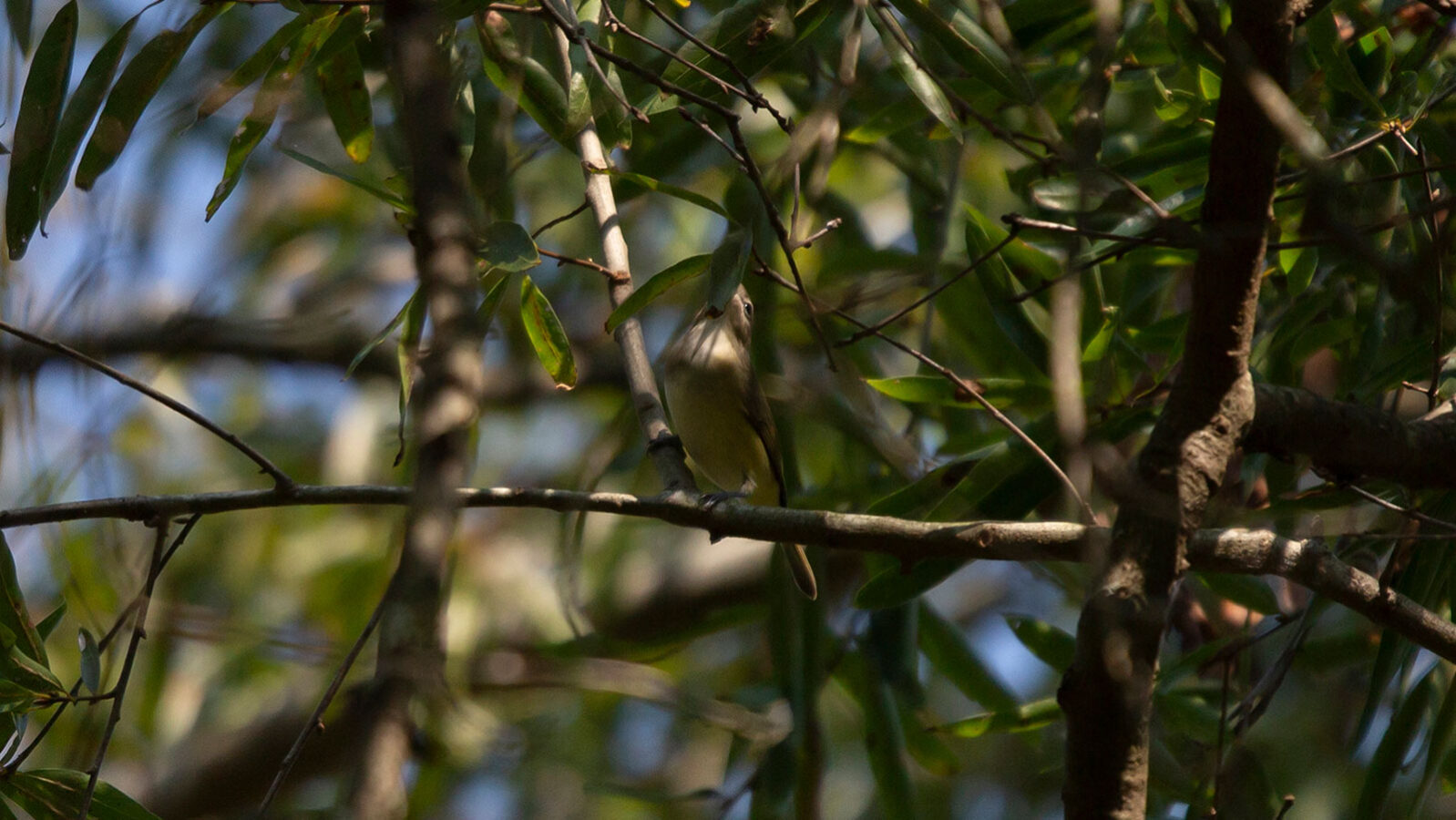 Warbling vireo foraging in a tree