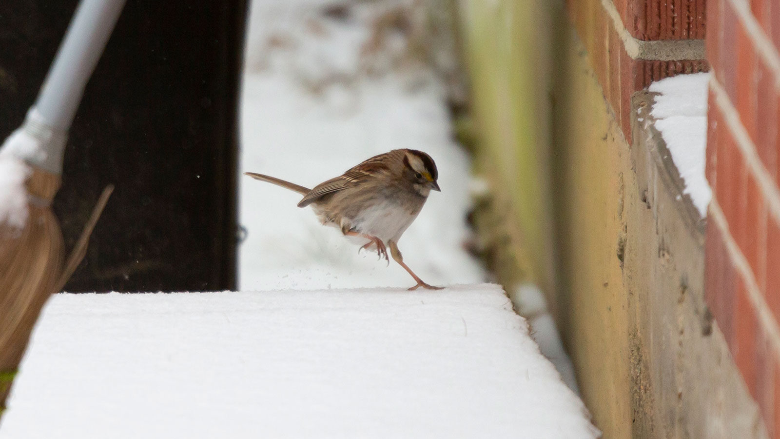 White-throated sparrow walking on ice