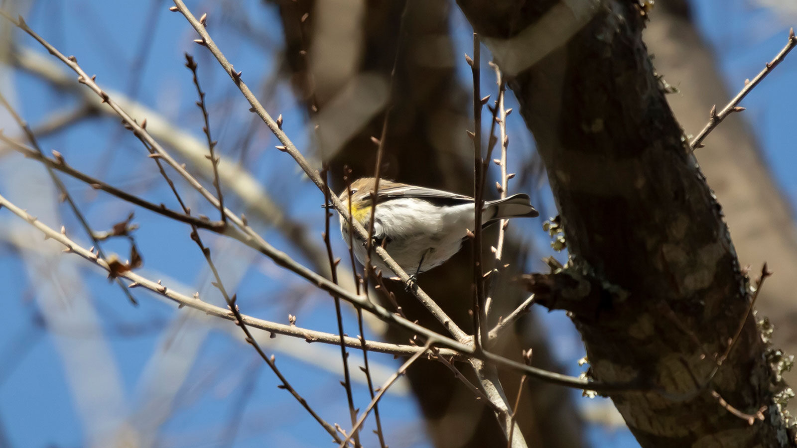 Yellow-rumped warbler perched on a branch