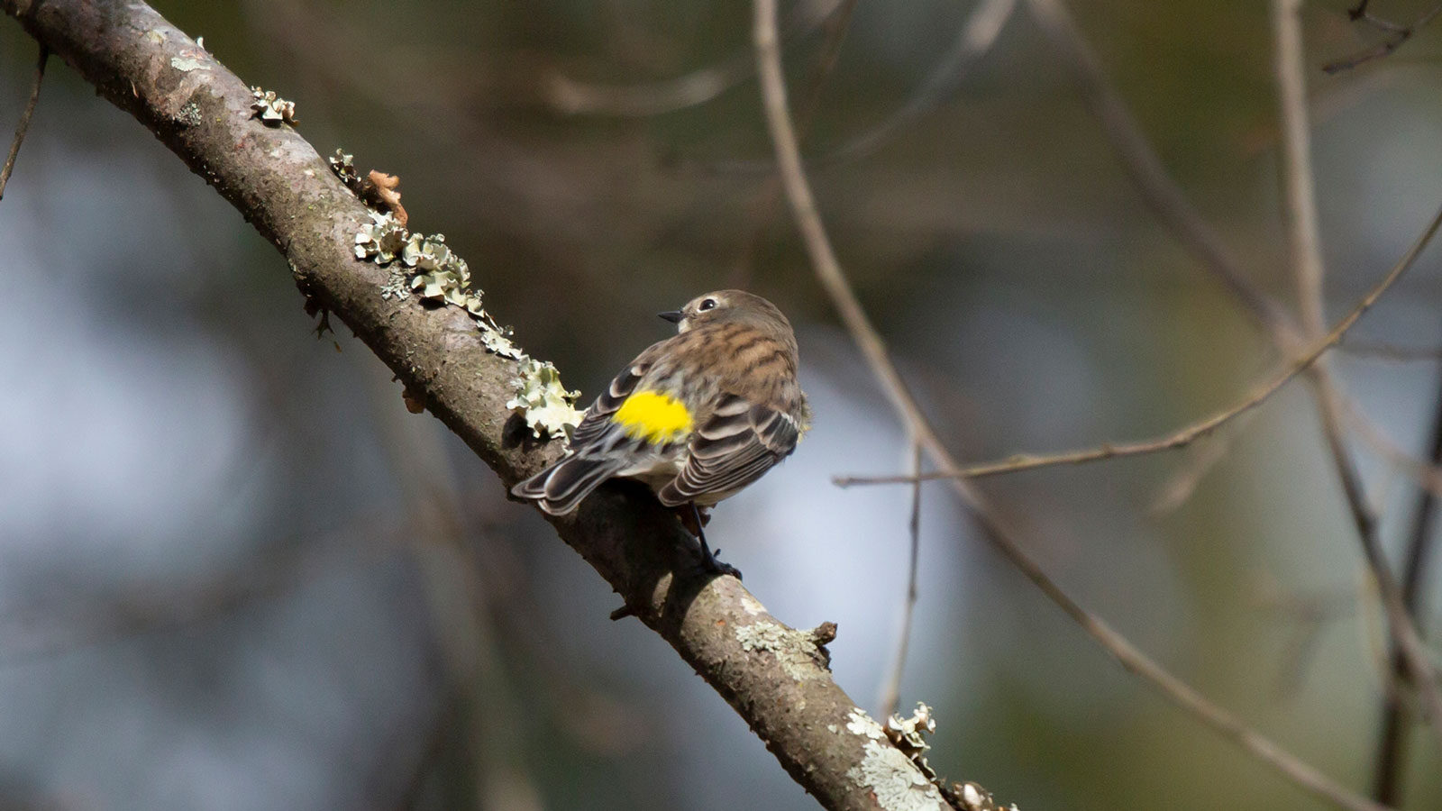 Female yellow-rumped warbler looking over her shoulder from a tree branch
