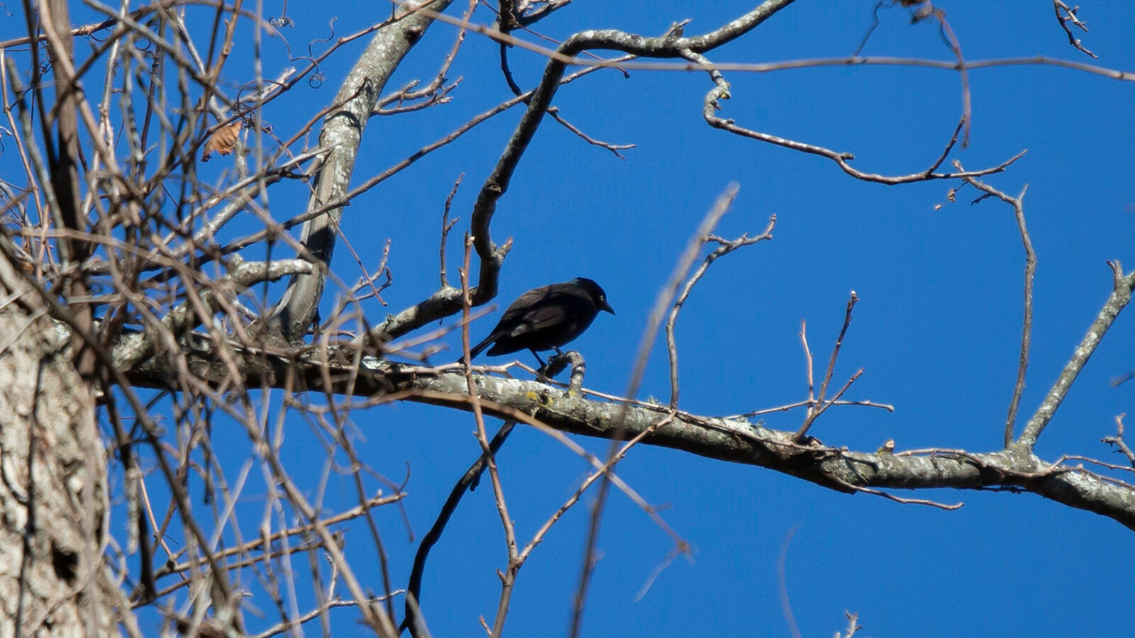 Male Brewer's blackbird perched on a bare limb