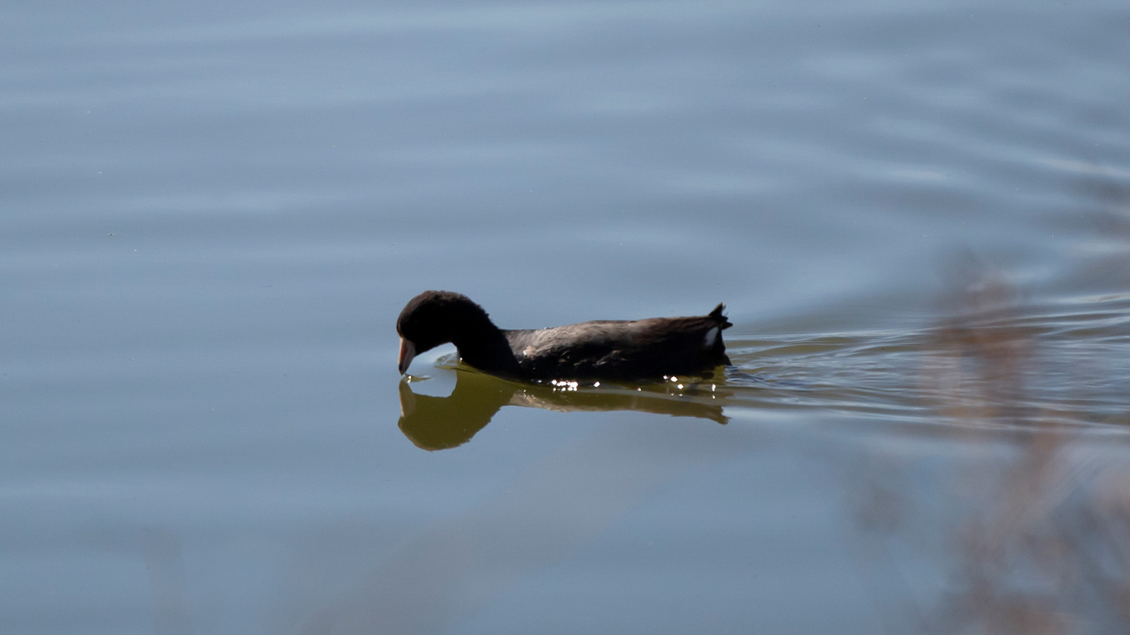 American coot drinking