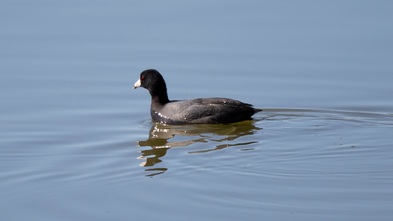 American coot swimming