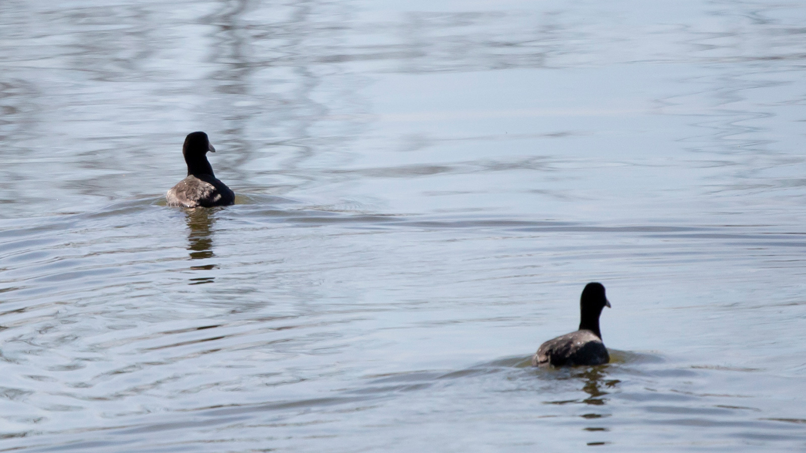 American coot swimming