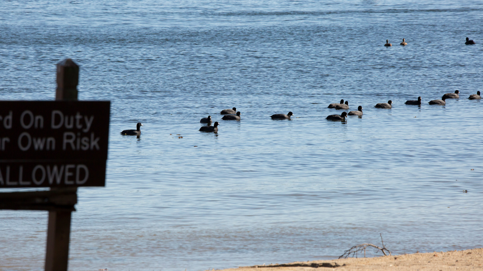 Eighteen American coots swimming