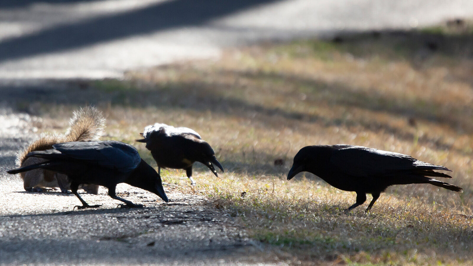 American crows foraging with an eastern gray squirrel on the ground