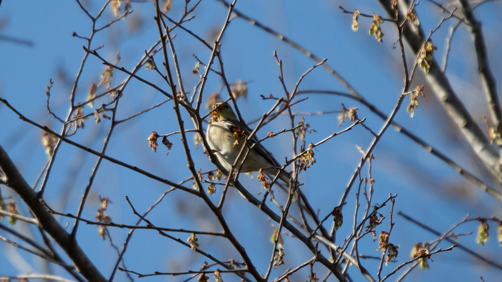 American goldfinch foraging in a tree