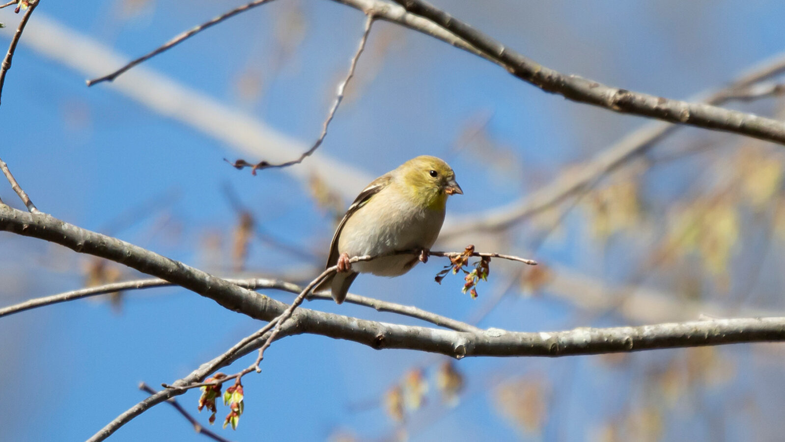 American goldfinch perched on a branch